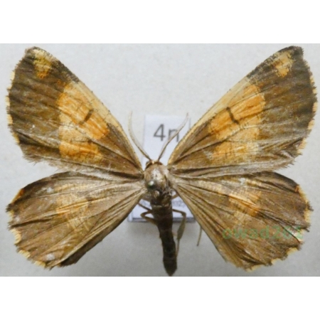 Angerona prunaria (Linnaeus, 1758) male Rączyk leszczyniak Poland4n